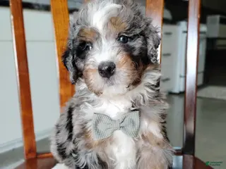 Mini Bernedoodle dogs for sale: Maxwell - Ad 2