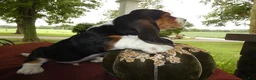 Basset Hound dogs for sale: Basset Hound 4 Malone - Ad 3