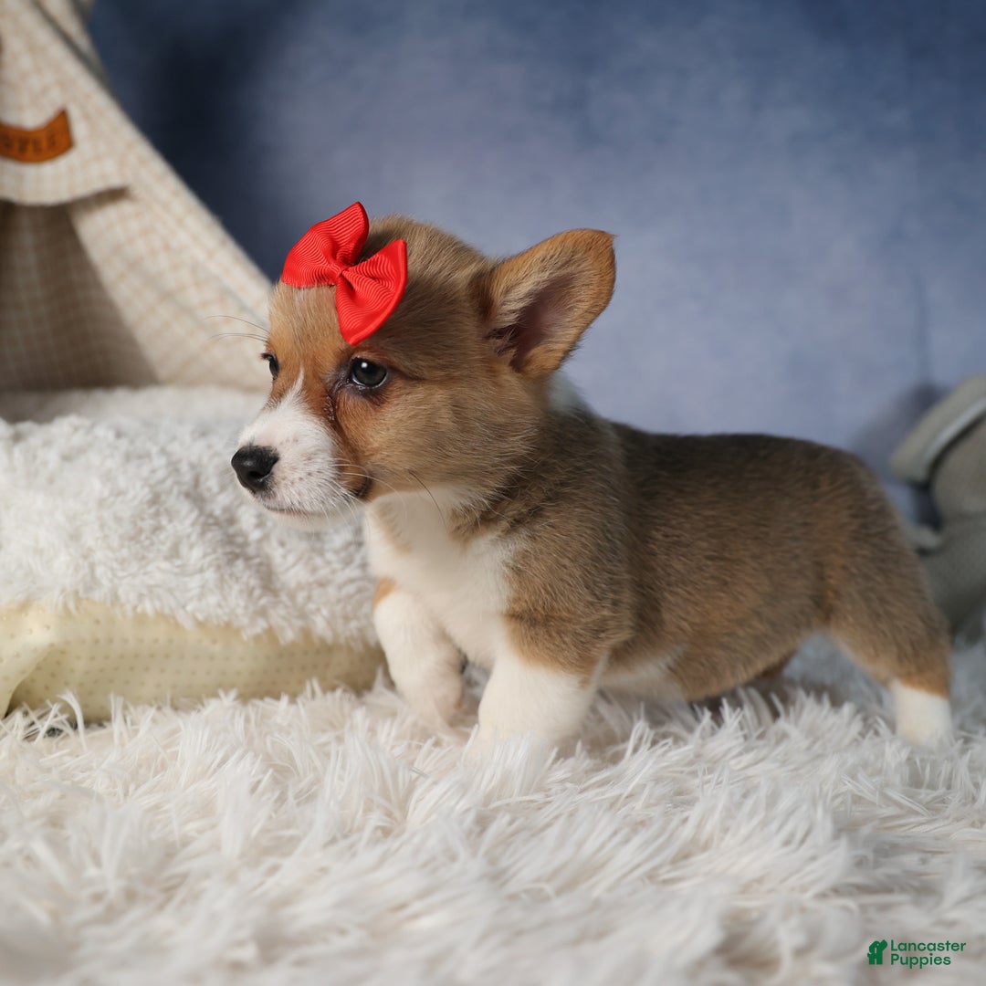 Welsh Corgi Pembroke dogs for sale: Diva - Ad 5