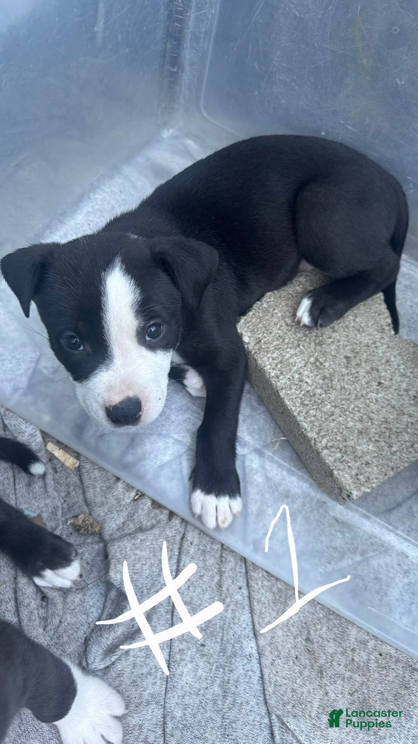 Mixed Breed dogs Male 1 - Ad 42