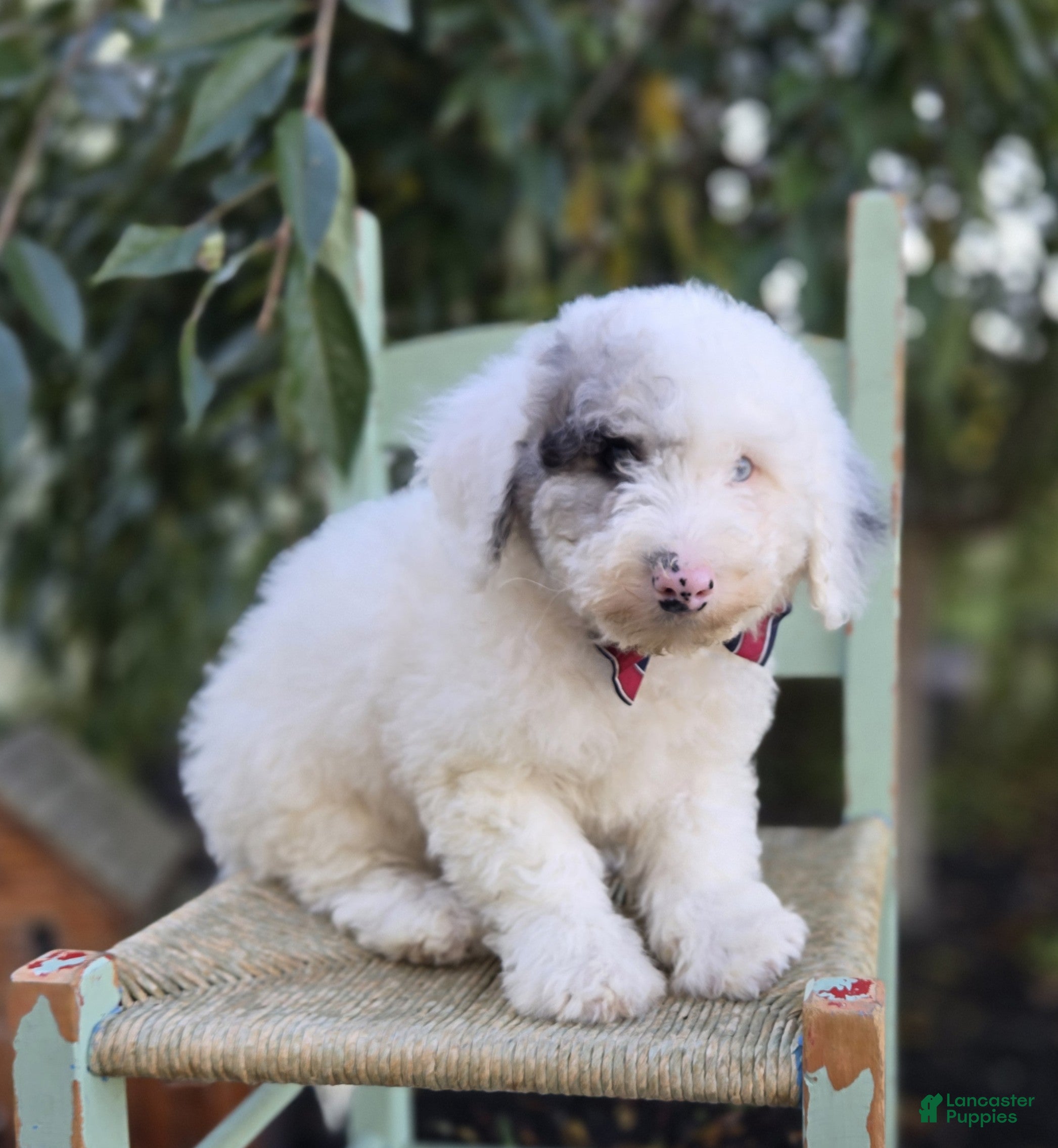 Sheepadoodle dogs Henry - Ad 1