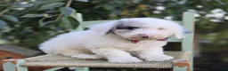 Sheepadoodle dogs for sale: Henry - Ad 1