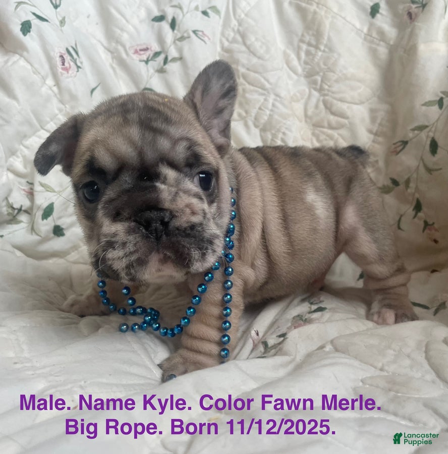 French Bulldog dogs Kyle - Ad 33
