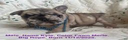 French Bulldog dogs for sale: Kyle - Ad 1