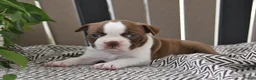 Boston Terrier dogs for sale: Penny - Ad 1