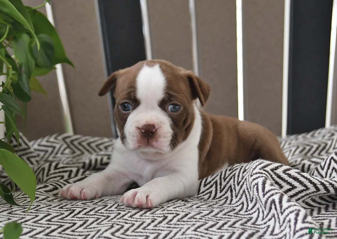 Boston Terrier dogs for sale: Penny - Ad 1