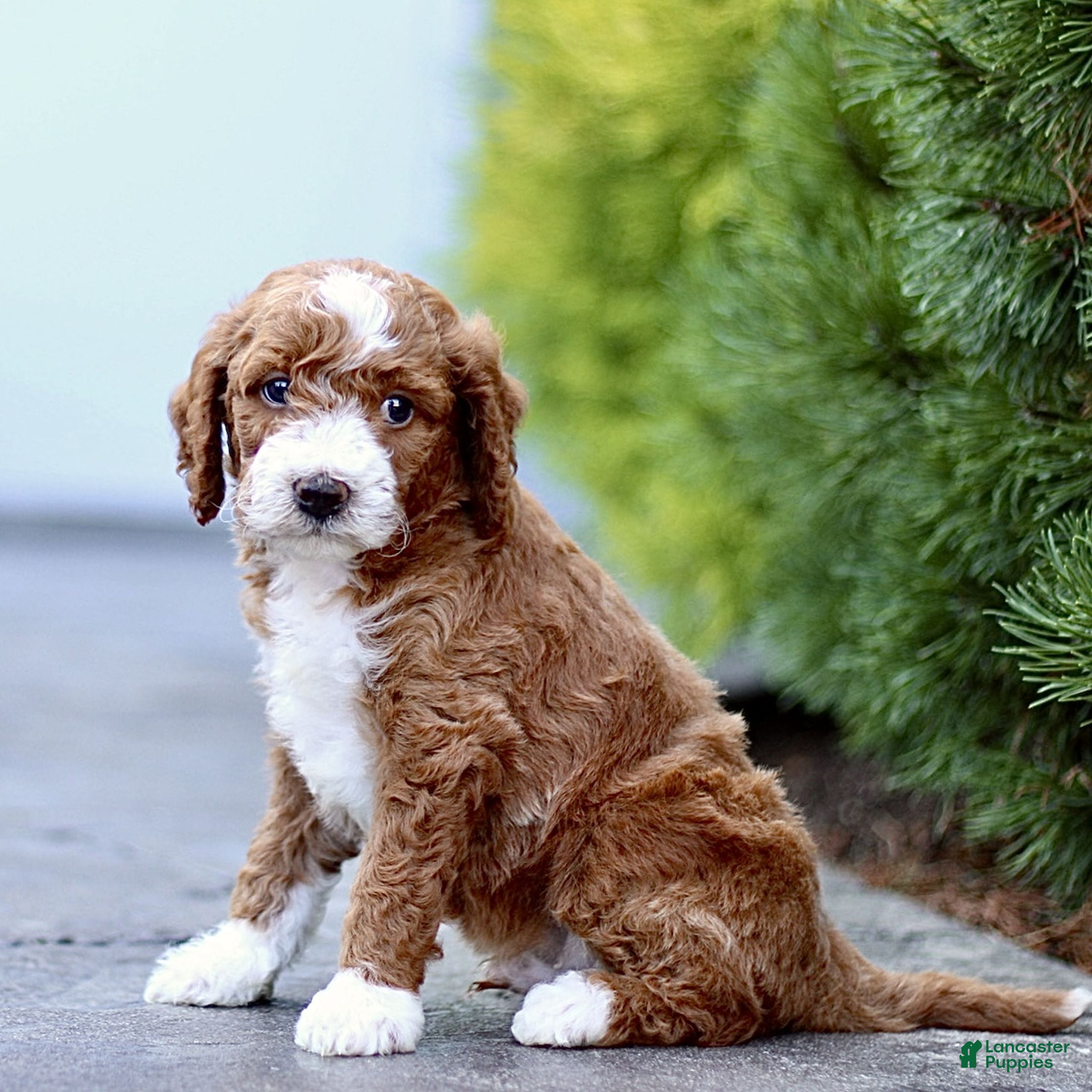 Mini Goldendoodle dogs for sale: Kyle  - Ad 4