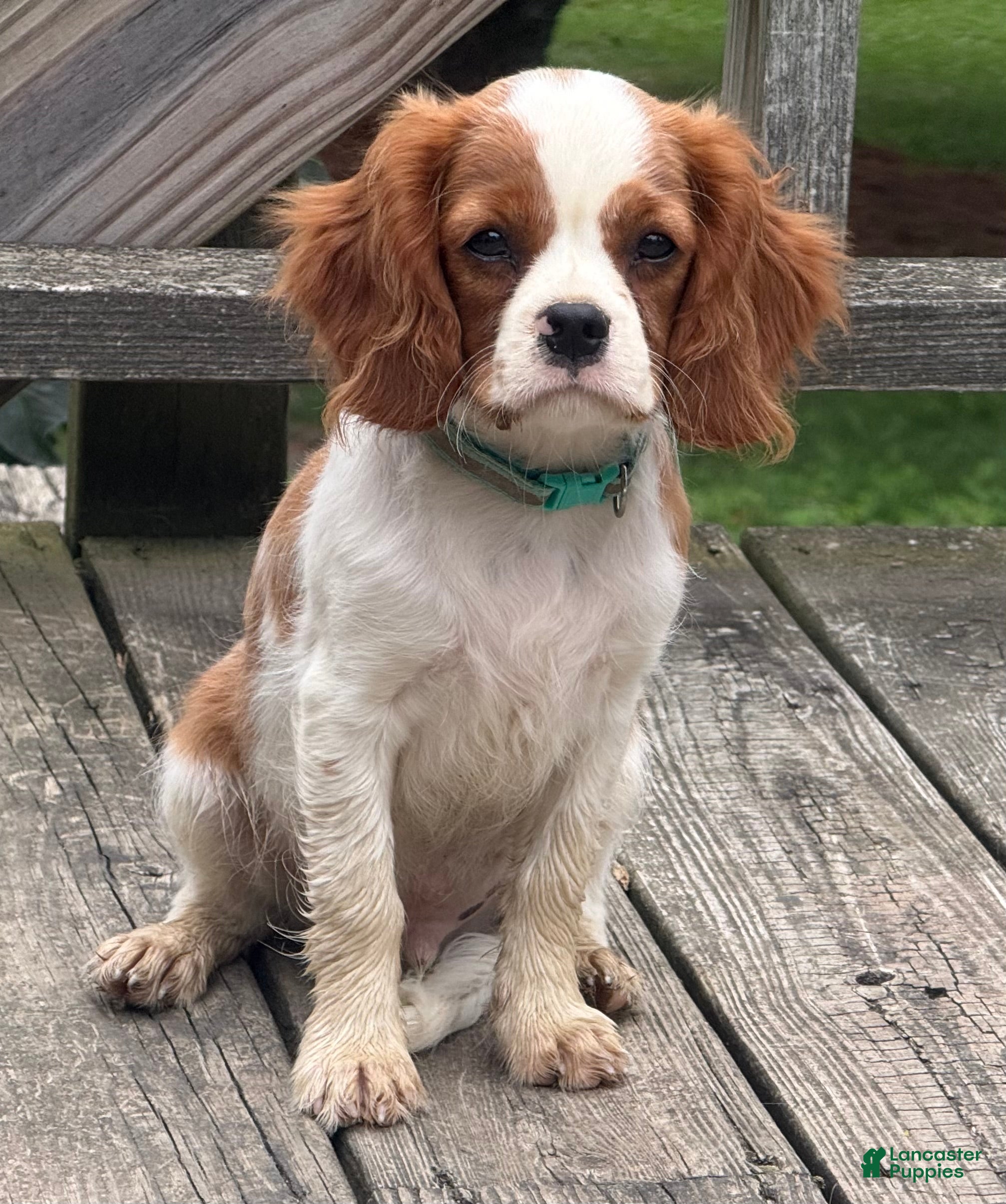 Cavalier King Charles Spaniel dogs Rusty - Ad 1