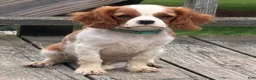 Cavalier King Charles Spaniel dogs for sale: Rusty - Ad 1