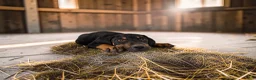 Catahoula Leopard Dog dogs for sale: Gypsie 2026 Male 1 - Ad 4