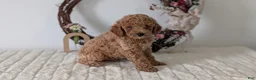 Miniature Poodle dogs for sale: Shiloh - Ad 3