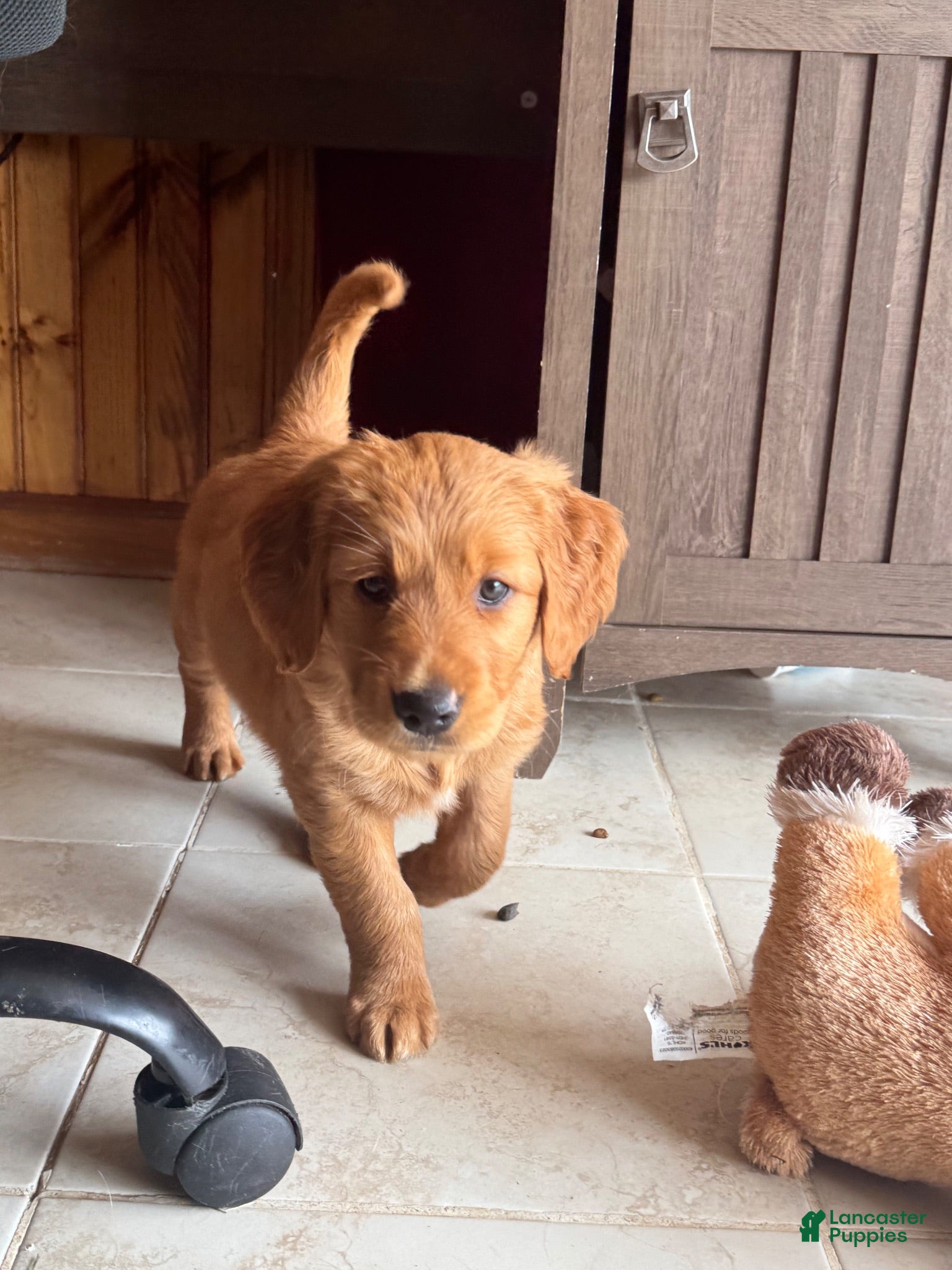 Golden Retriever dogs Golden Retriever 1 - Ad 38