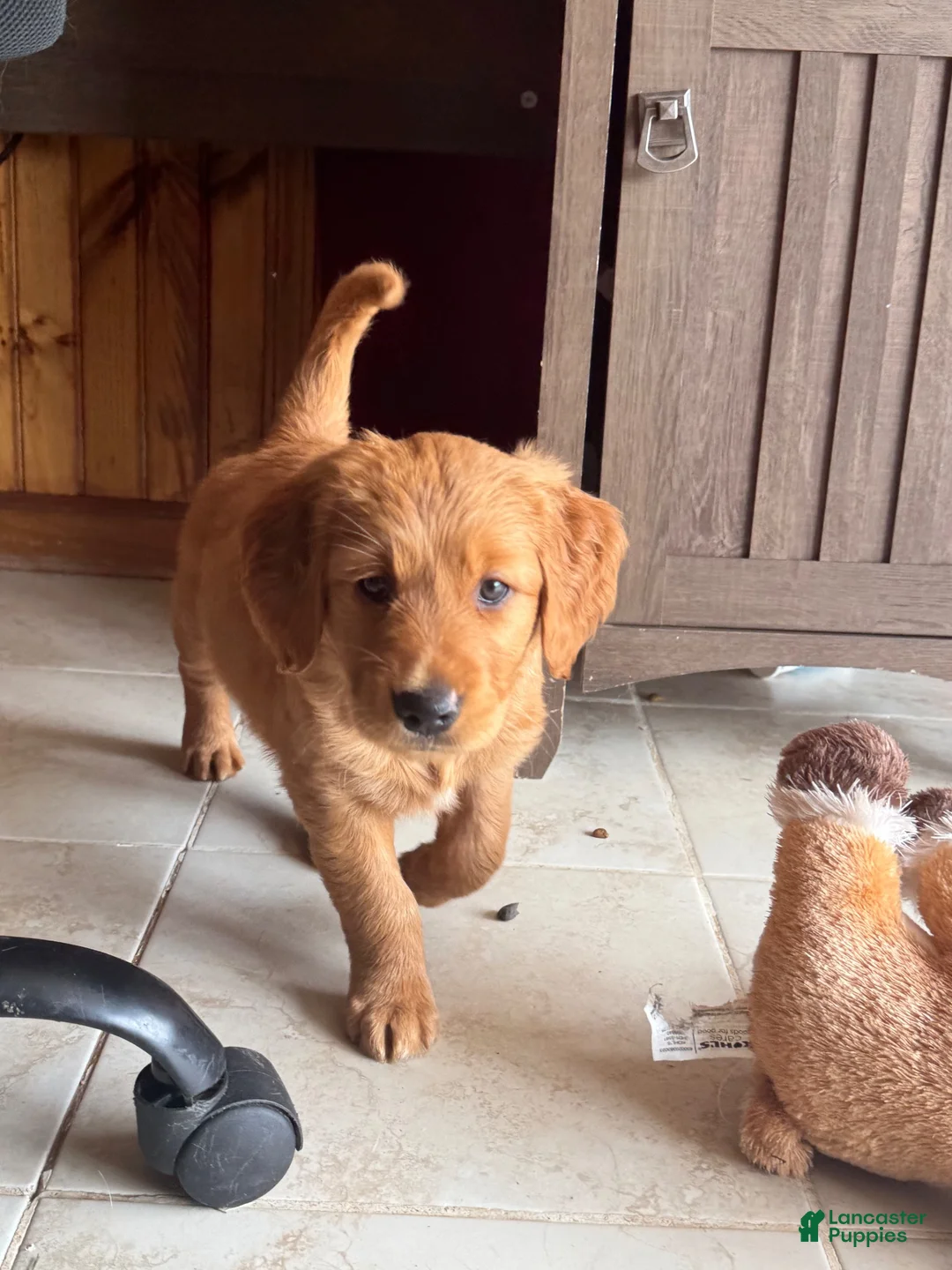 Golden Retriever dogs for sale: Golden Retriever 1 - Ad 1