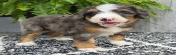 Mini Bernedoodle dogs for sale: Mini Daisy - Ad 9