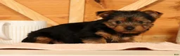 Yorkshire Terrier dogs for sale: Vicki - Ad 4
