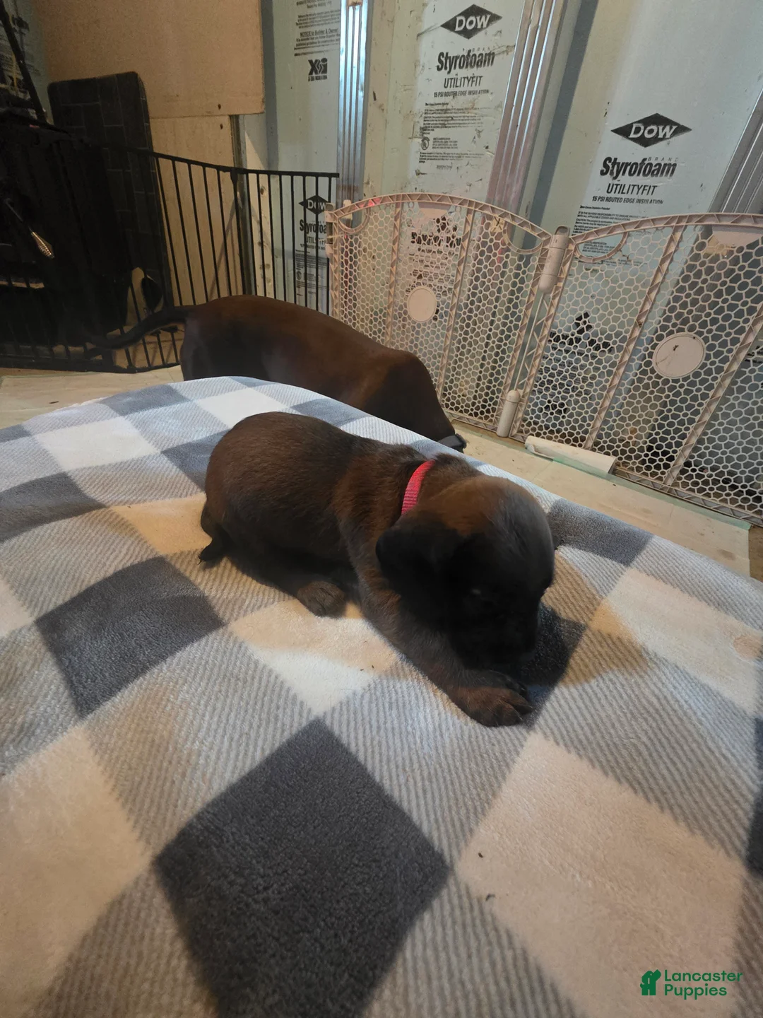 Other breed dogs for sale: Bavarian Mountain Scent Hound Pink Female Pup - Ad 2