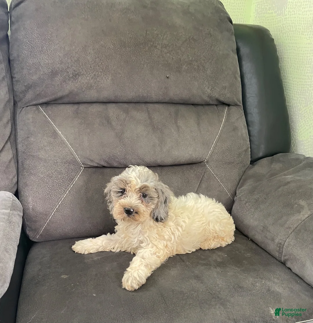 Cockapoo dogs for sale: Cockapoo 2 - Ad 2