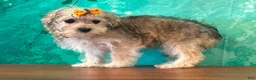 Yochon dogs for sale: Latte - Ad 3
