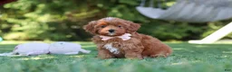 Cavapoo dogs for sale: Luna - Ad 3
