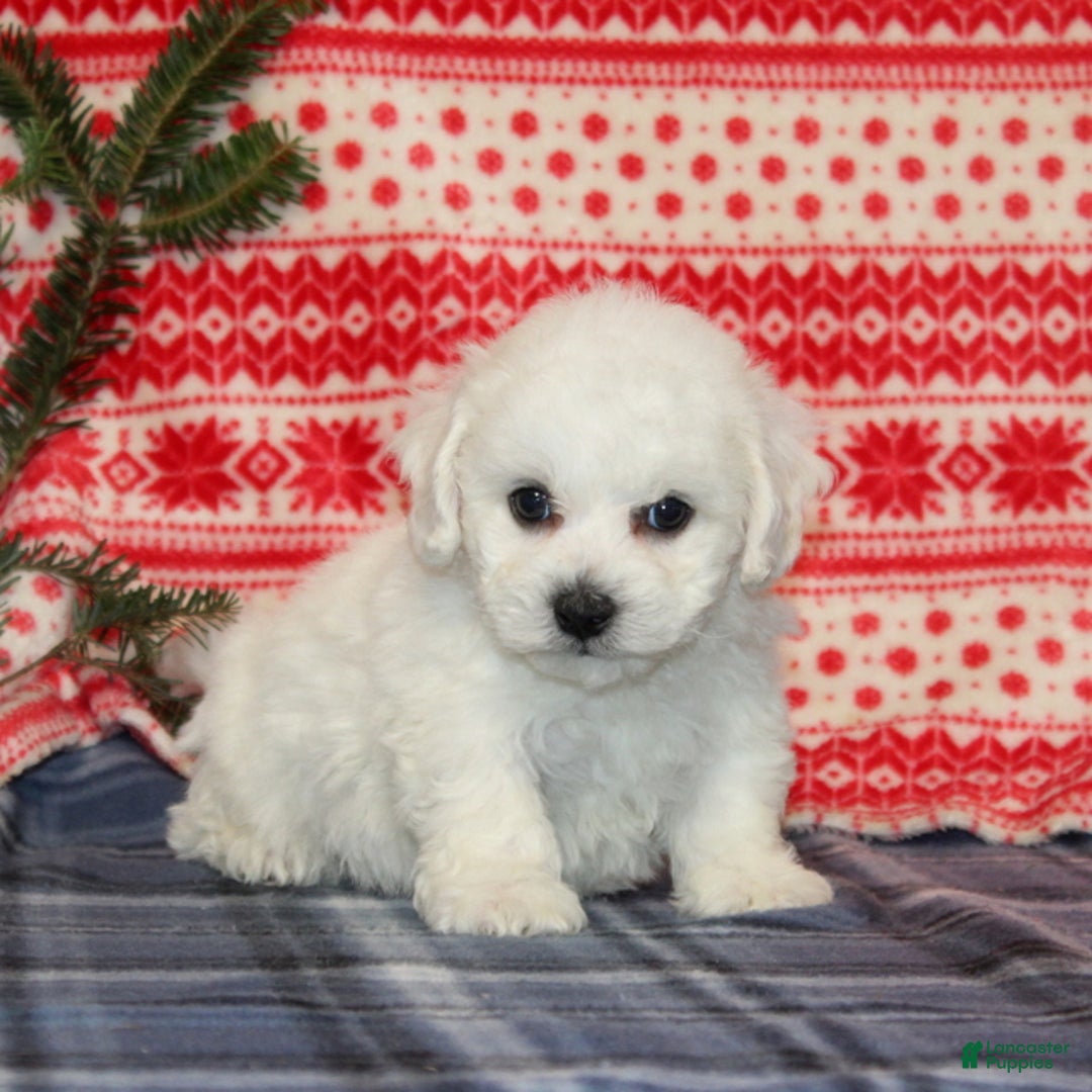 Bichon Frise dogs for sale: Jasper - Ad 3