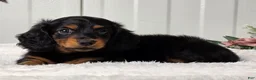 Miniature Dachshund dogs for sale: Blackie - Ad 2