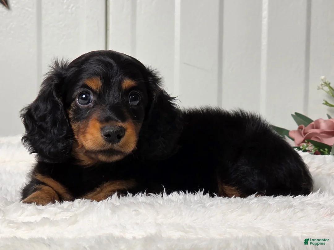 Miniature Dachshund dogs for sale: Blackie - Ad 2
