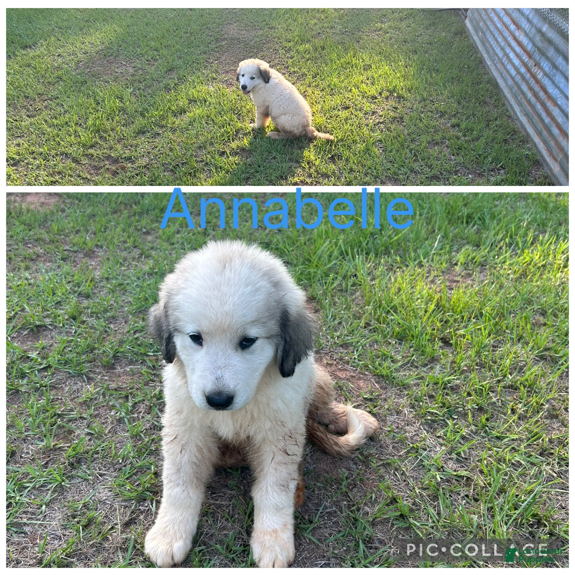 Mixed Breed dogs Mixed Breed Puppy 2 - Ad 17