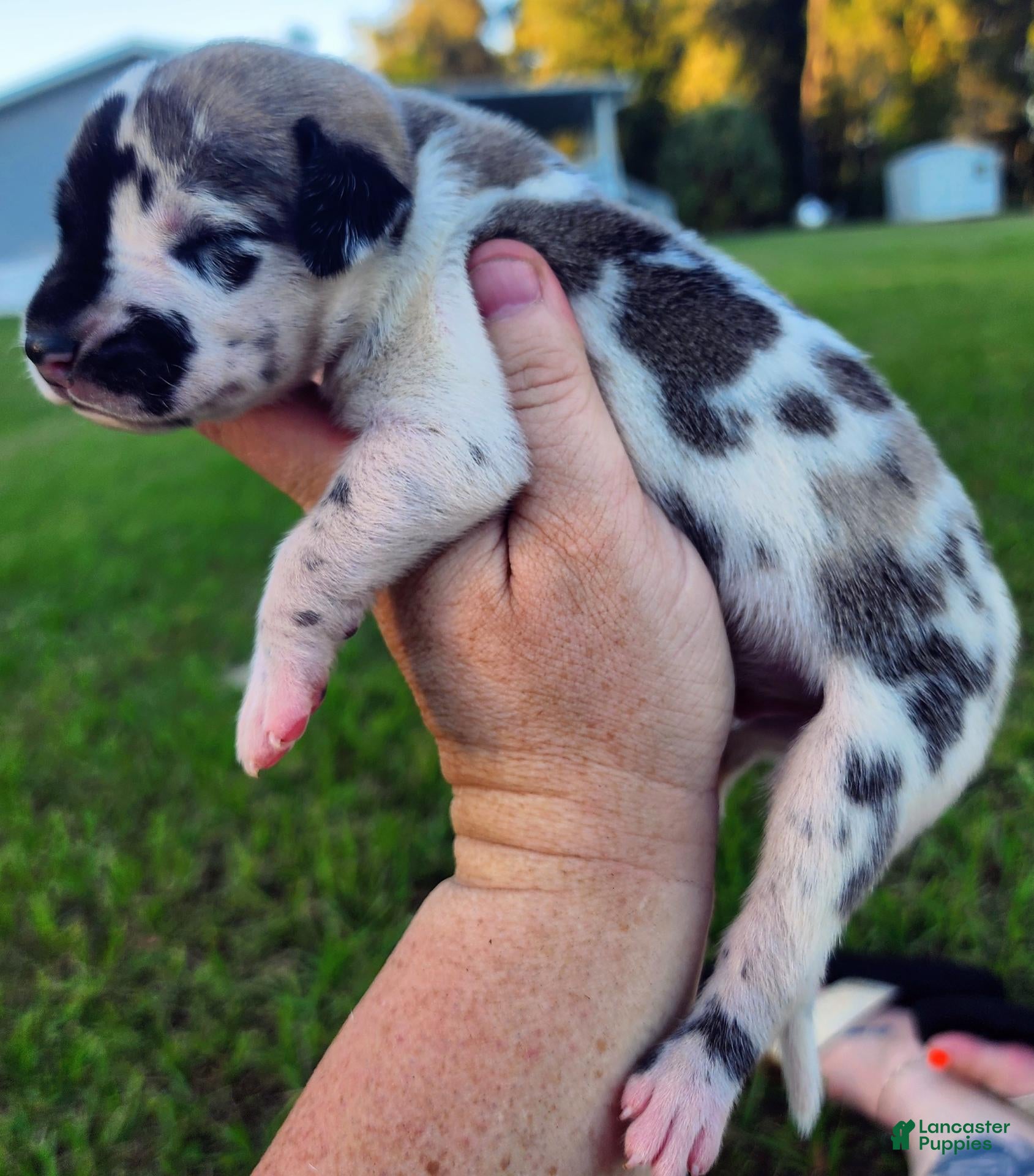 Great Dane dogs for sale: Max - Ad 17