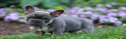 French Bulldog dogs for sale:  Francie💕 - Ad 14
