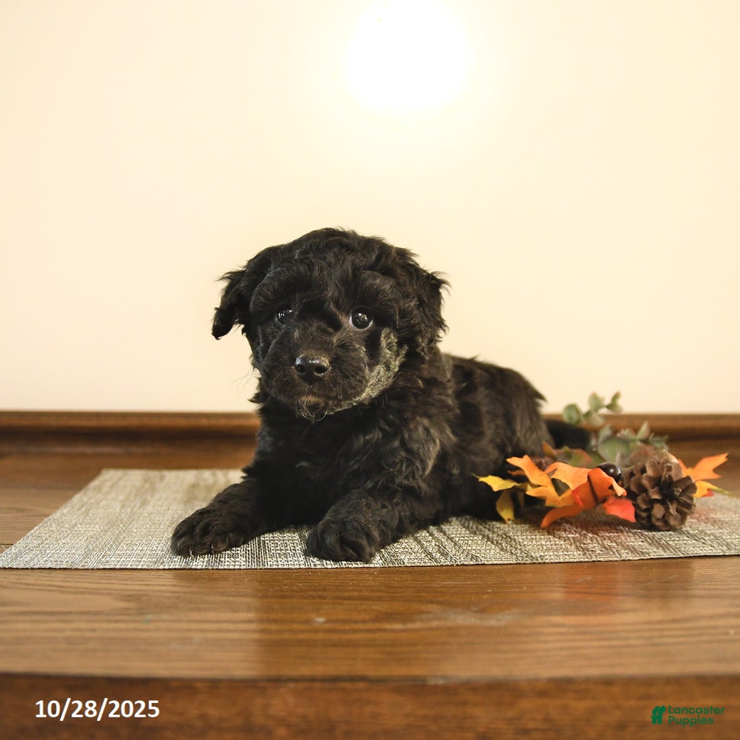 Mini Goldendoodle dogs for sale: Stella - Ad 10