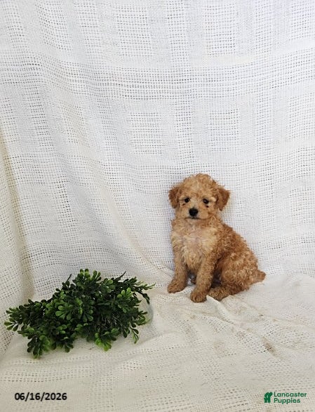 Toy Poodle dogs Penny - Ad 1