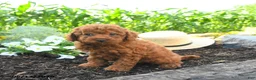 Miniature Poodle dogs for sale: Claire - Ad 1