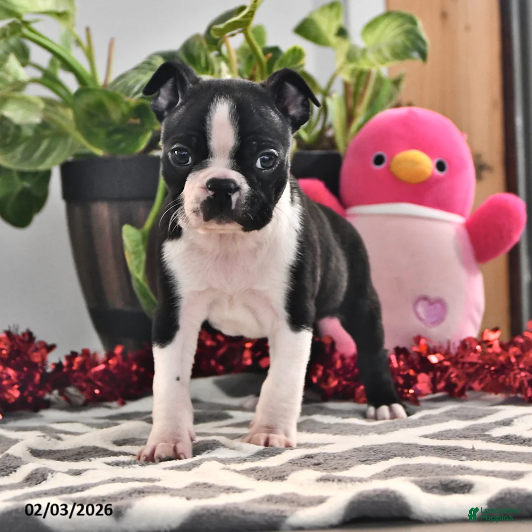 Boston Terrier dogs for sale: Josie - Ad 1
