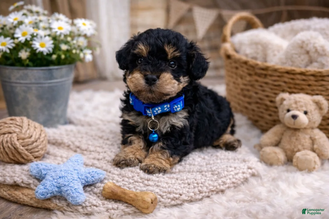 Mixed Breed dogs for sale: 💙💙 Capri 💙💙 - Ad 1