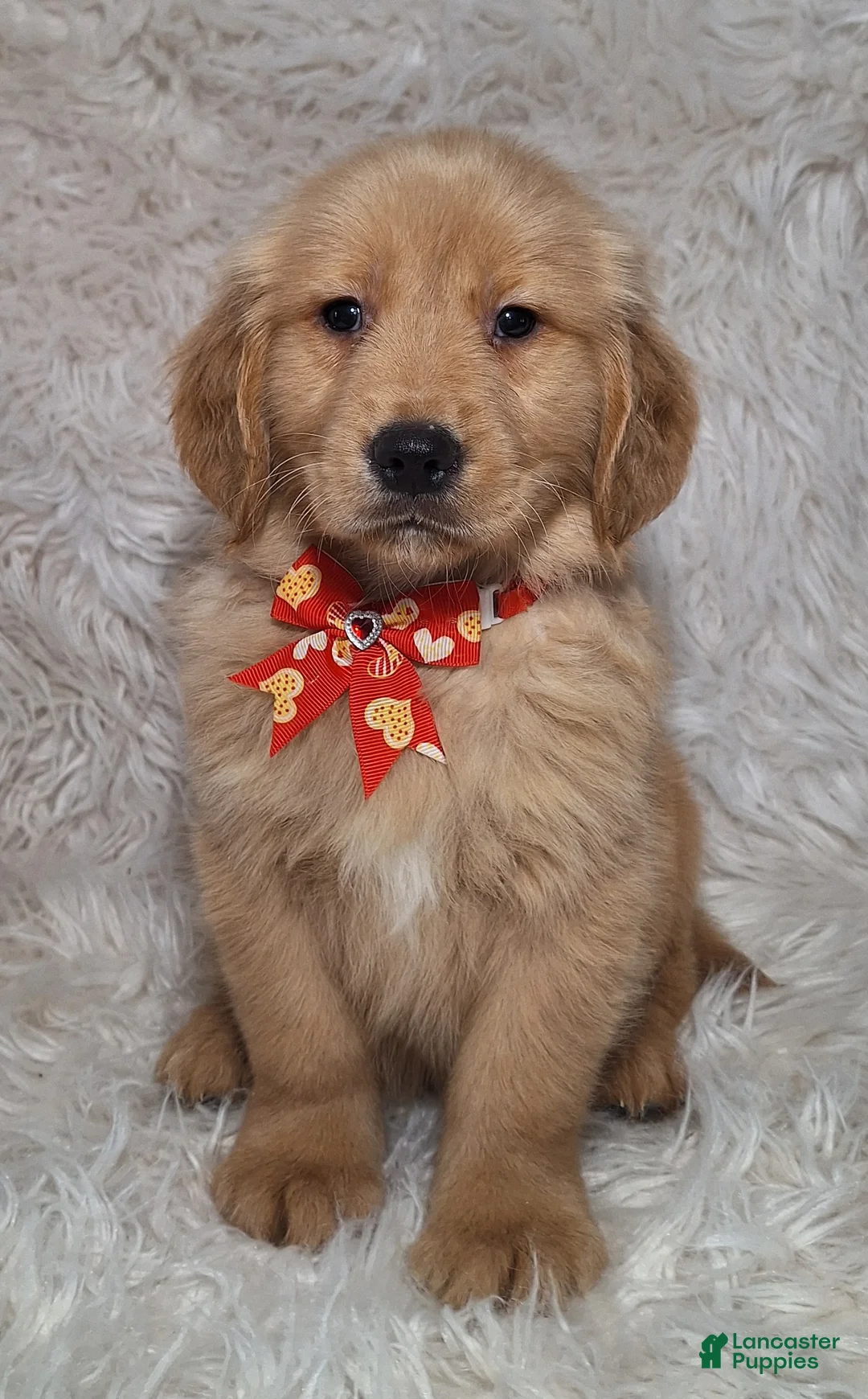 Golden Retriever dogs for sale: Rio - Ad 3