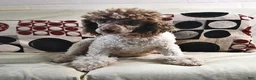 Cockapoo dogs for sale: Justin - Ad 4