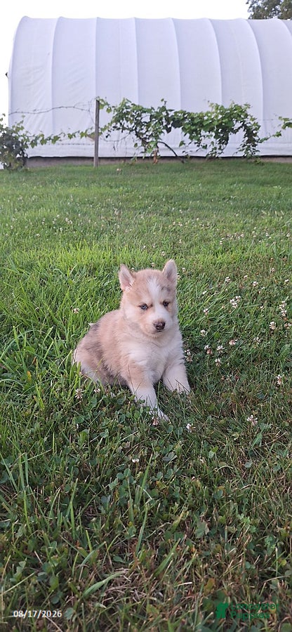 Mixed Breed dogs Max - Ad 2