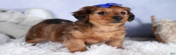 Miniature Dachshund dogs for sale: Jasper - Ad 26