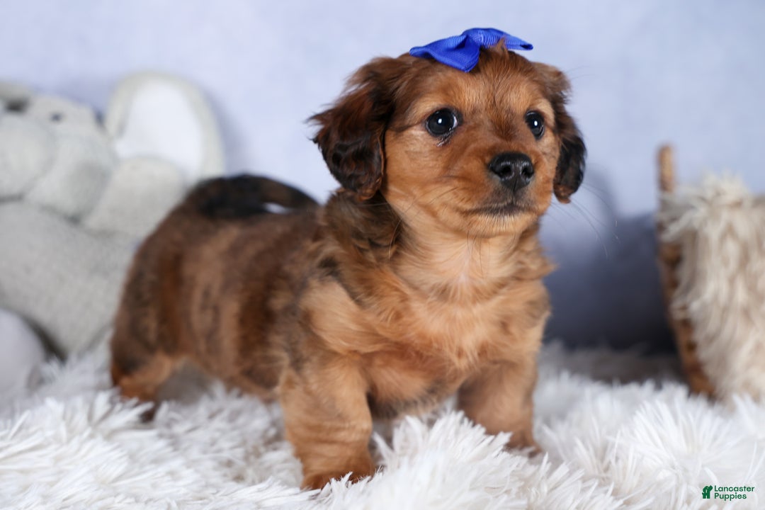 Miniature Dachshund dogs for sale: Jasper - Ad 26