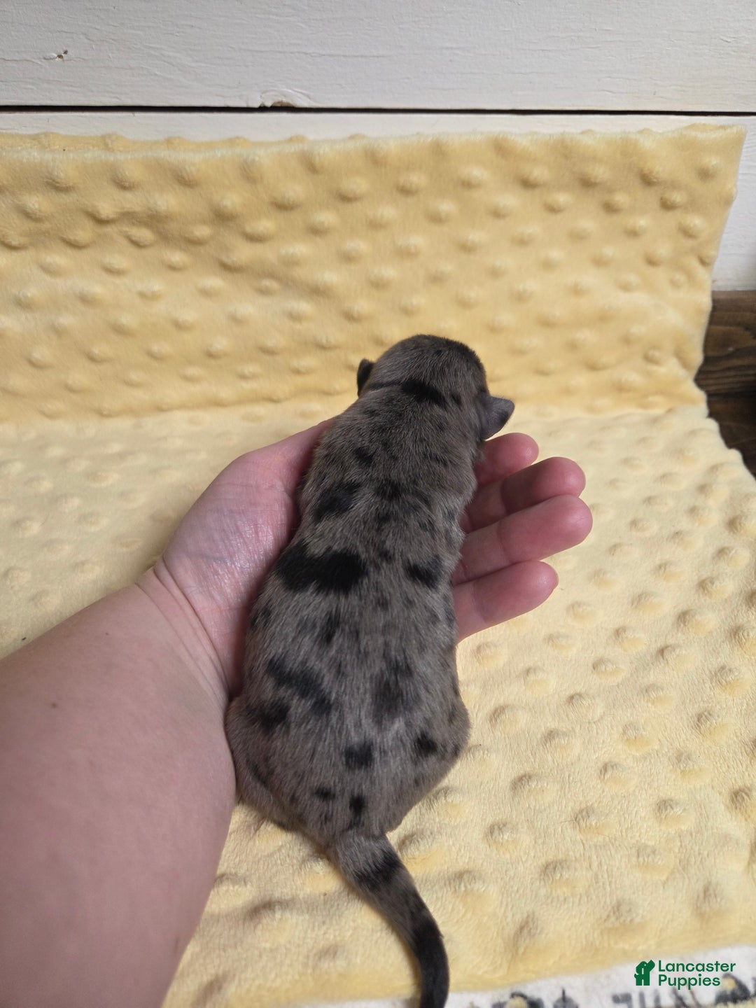 Mixed Breed dogs for sale: Frosty - Ad 4