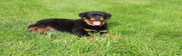Rottweiler dogs for sale: Buck - Ad 11