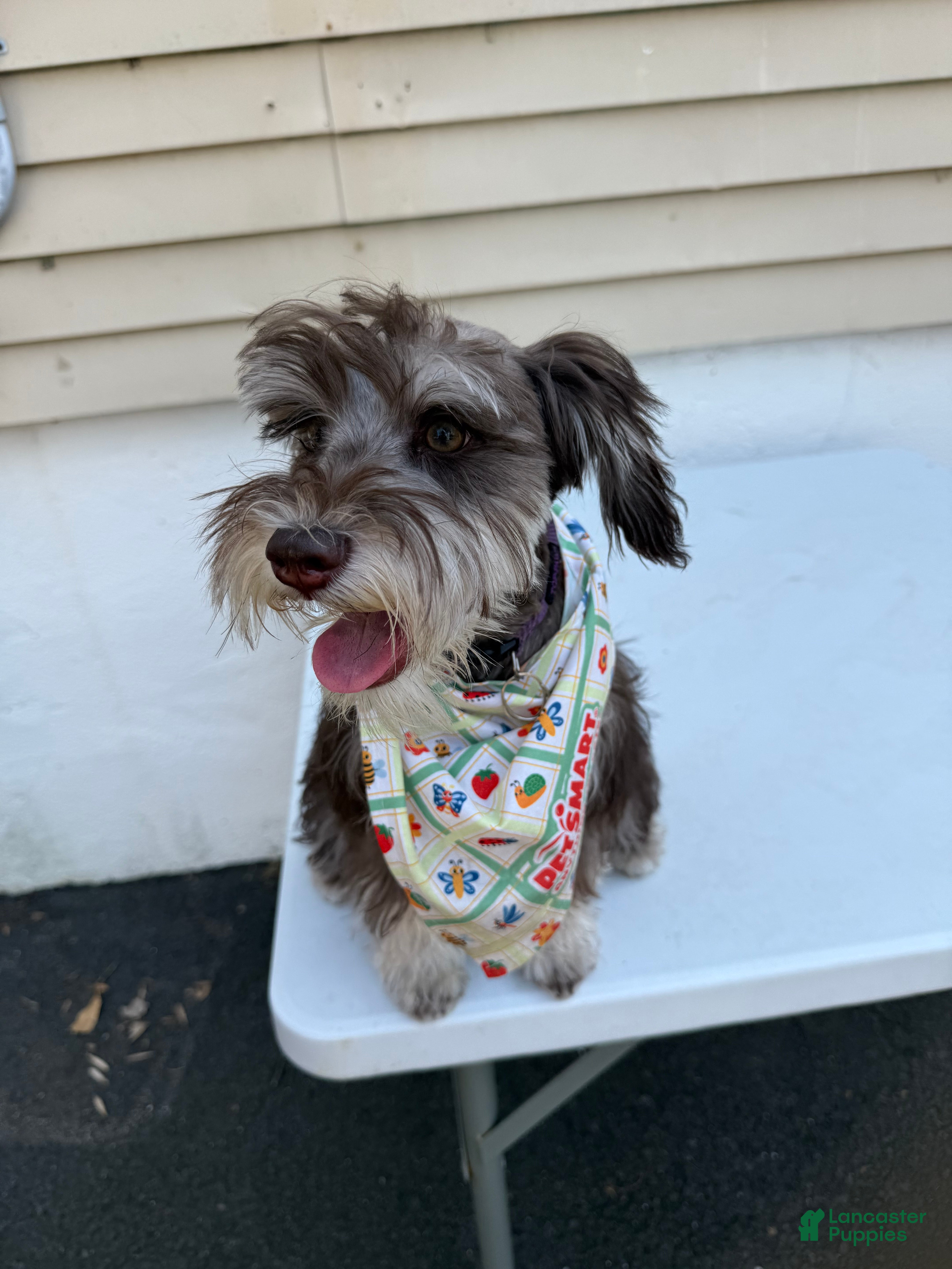 Miniature Schnauzer dogs Miniature Schnauzer Puppy 1 - Ad 2