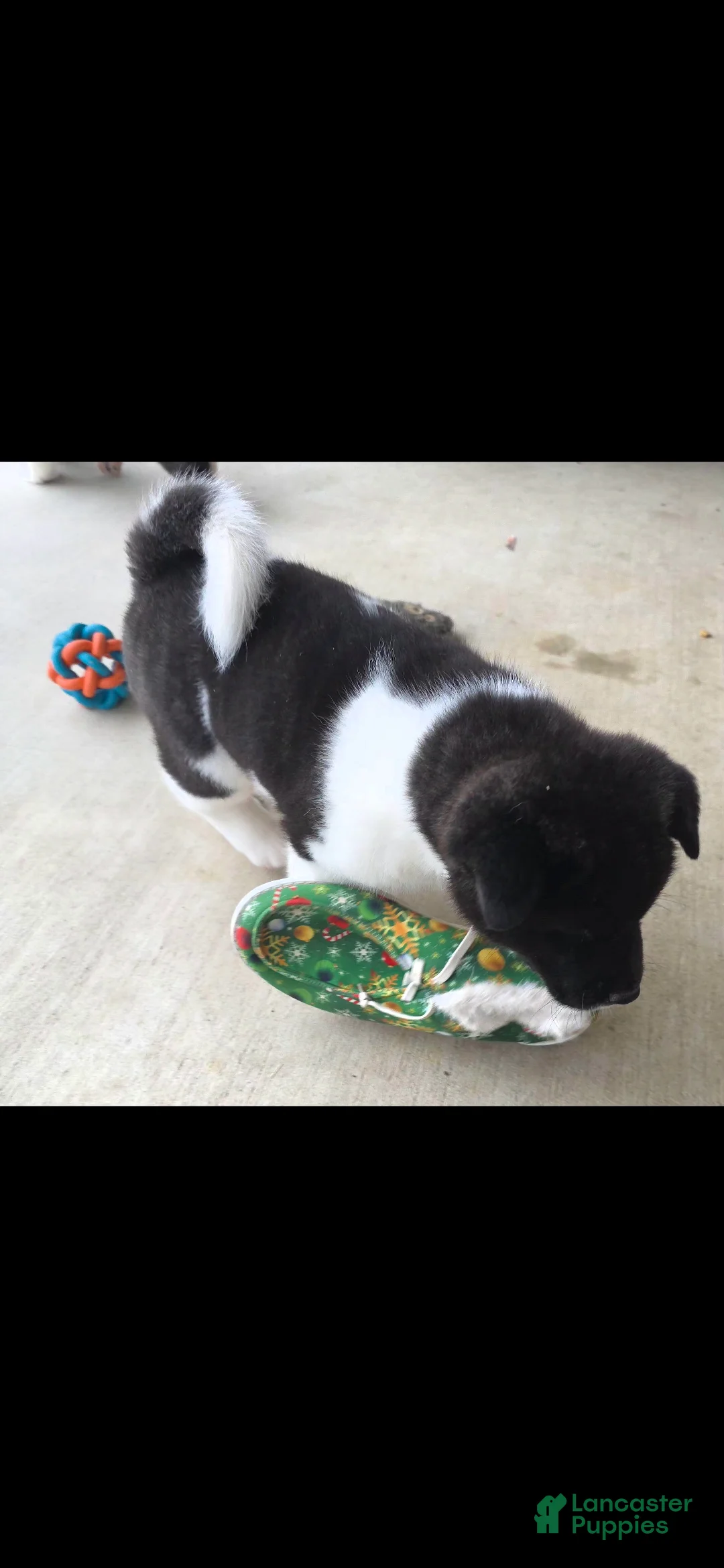Akita dogs for sale: AKC Zooka - Ad 11
