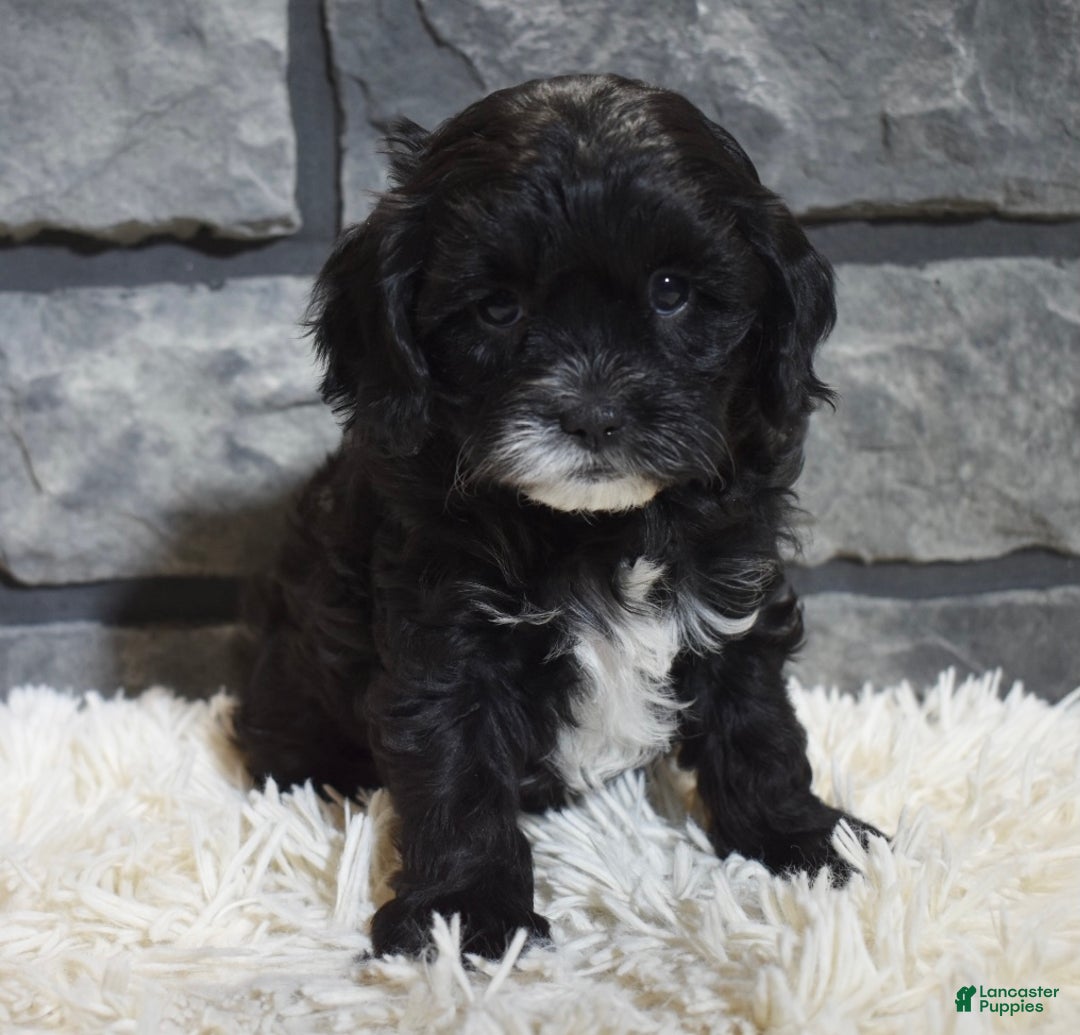Cavapoo dogs for sale: Sage - Ad 4
