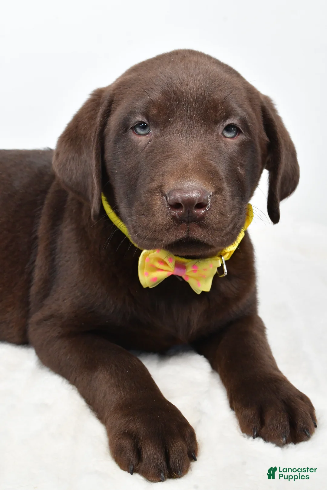 Labrador Retriever dogs for sale: Maverick - Ad 3