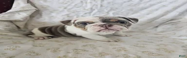 English Bulldog Puppy 5