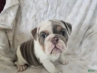 English Bulldog dogs for sale: English Bulldog Puppy 5 - Ad 1