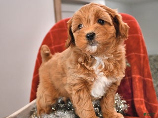 Shihpoo dogs Sugarplum - Ad 6
