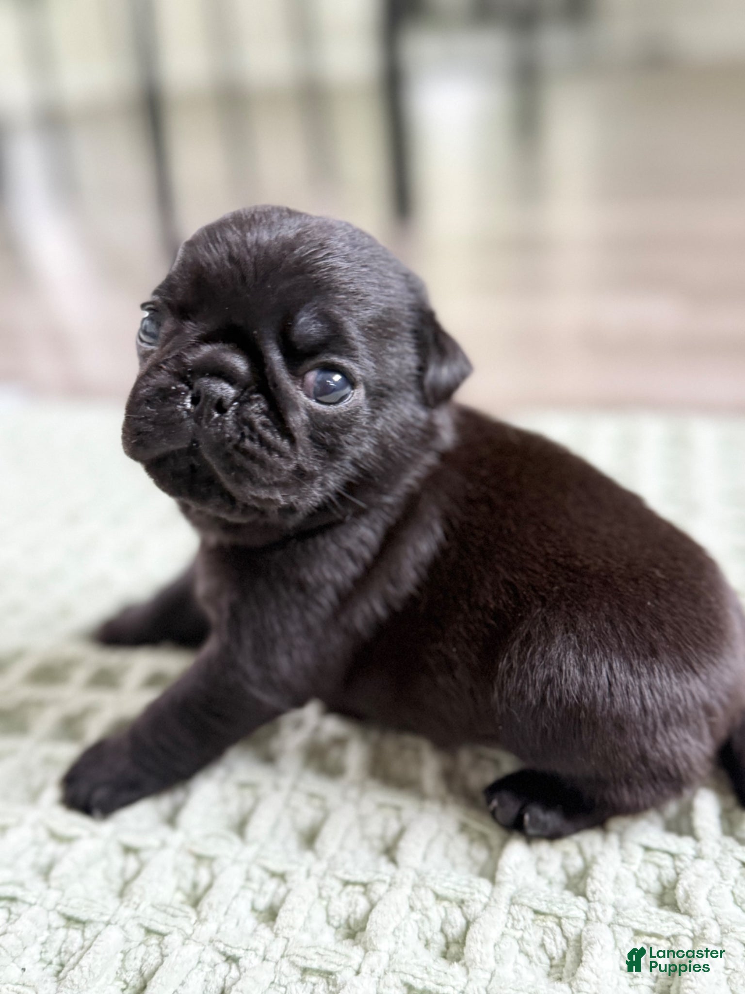 Pug dogs Black Pug  - Ad 13