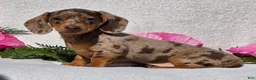 Miniature Dachshund dogs for sale: Cherish - Ad 3